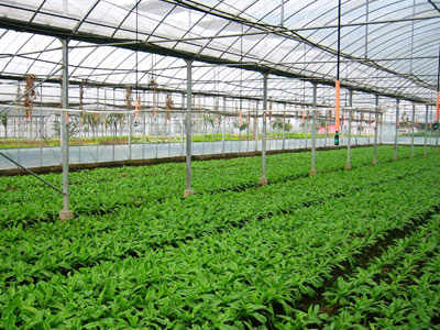 Microirrigazione